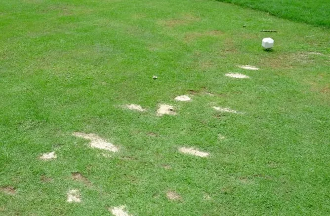 Arah Divot Golf Mengungkap Masalah Ayunan Anda