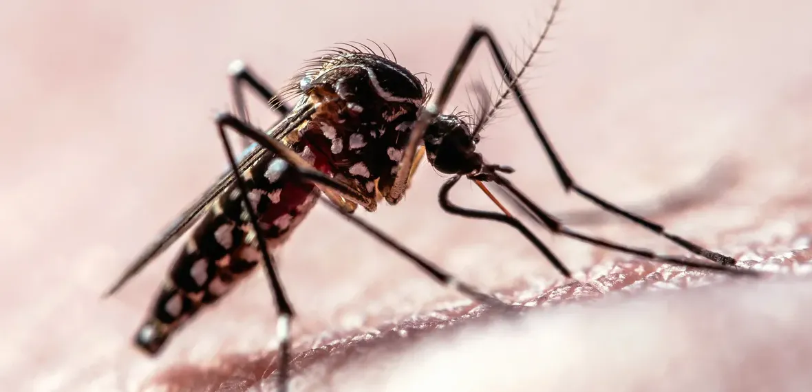 Model Matematika Ungkap Cara Nyamuk Menemukan Manusia